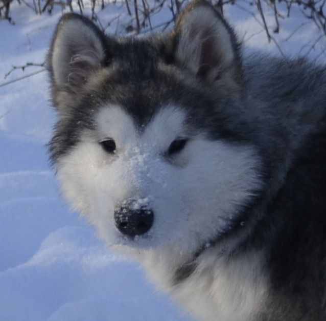 Metel | Alaskan Malamute 