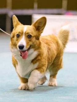 Favorit Sibiri Elisa | Cardigan Welsh Corgi 