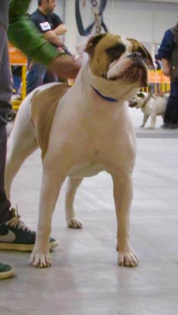 MBK's ALMA | American Bulldog 