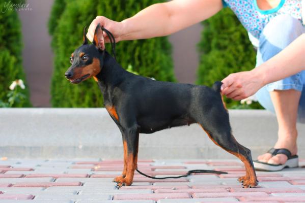 Alzate Briantsa Robusto Evo | Miniature Pinscher 