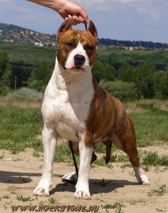 Fidel Rockstone | American Staffordshire Terrier 