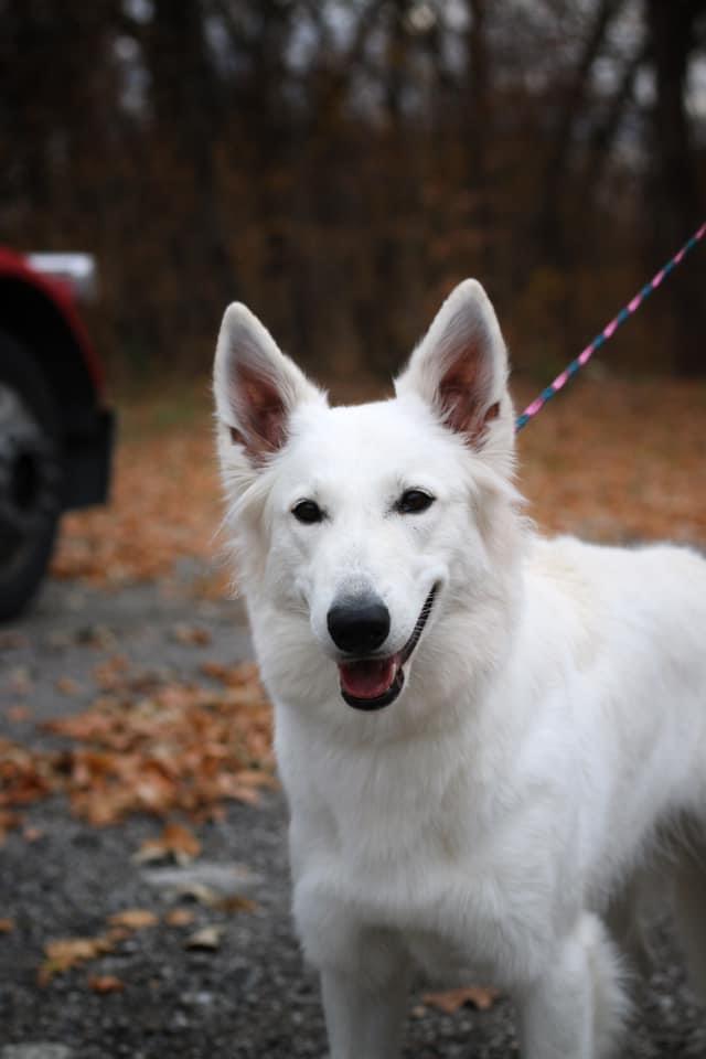 Starfyre’s Aged to Perfection | White Swiss Shepherd Dog 