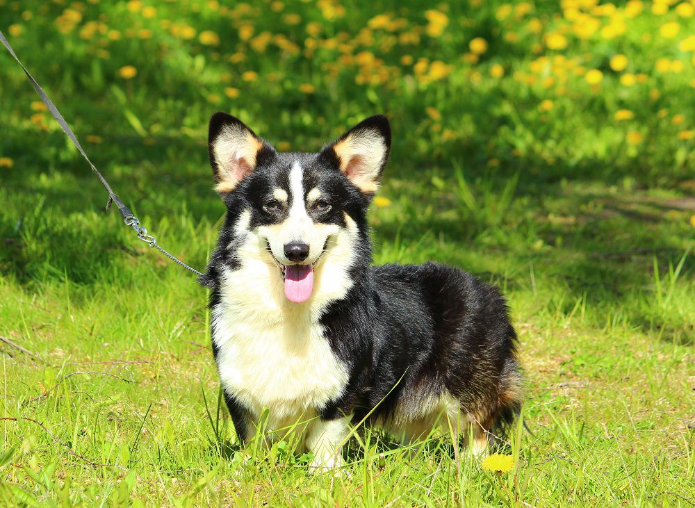 GOLDVUL LONSDALE | Pembroke Welsh Corgi 