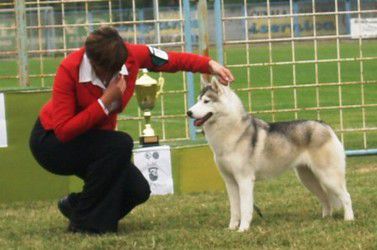 Freez breez of siberian lady | Siberian Husky 