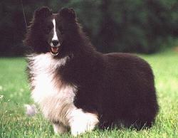 Oak Crest Black Brat | Shetland Sheepdog 