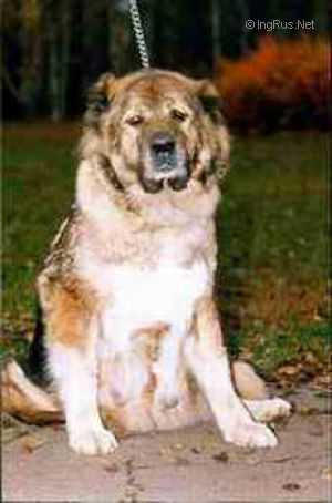 ARDEBIL (CHEKOVA) | Caucasian Mountain Dog 