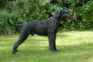 Ferro von Elberfeld | Giant Schnauzer 