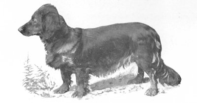 Hexe (1896) DHStB 3203 | Dachshund 