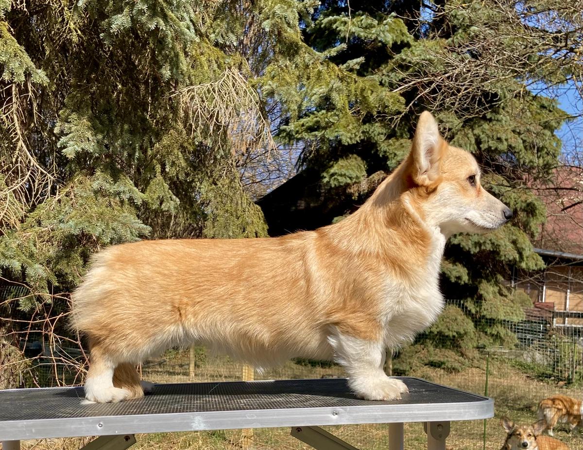 Jewelbug Jolene | Pembroke Welsh Corgi 