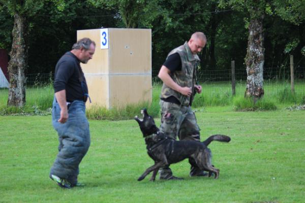 Heimdall du Domaine de la Veyssiere | Dutch Shepherd 