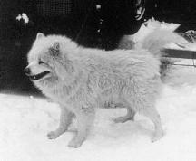 Batjuschka of Tolovana | Samoyed 