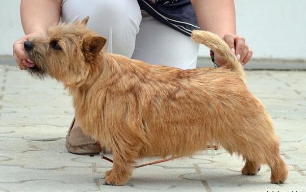 Scandvik Avanta | Norwich Terrier 