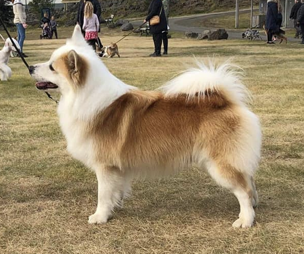 Snætinda Hamar | Icelandic Sheepdog 