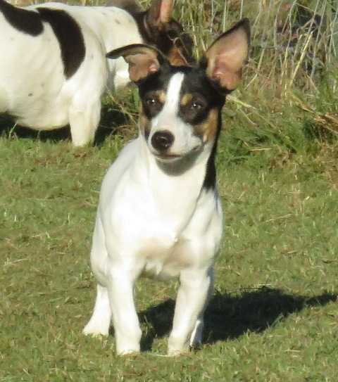 Aspen's Hello Darlin | Teddy Roosevelt Terrier 