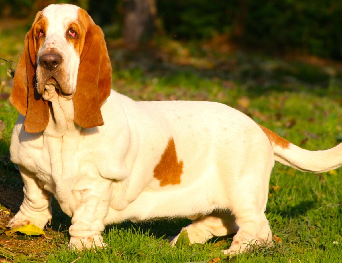 Mimi galopujaca fufla | Basset Hound 