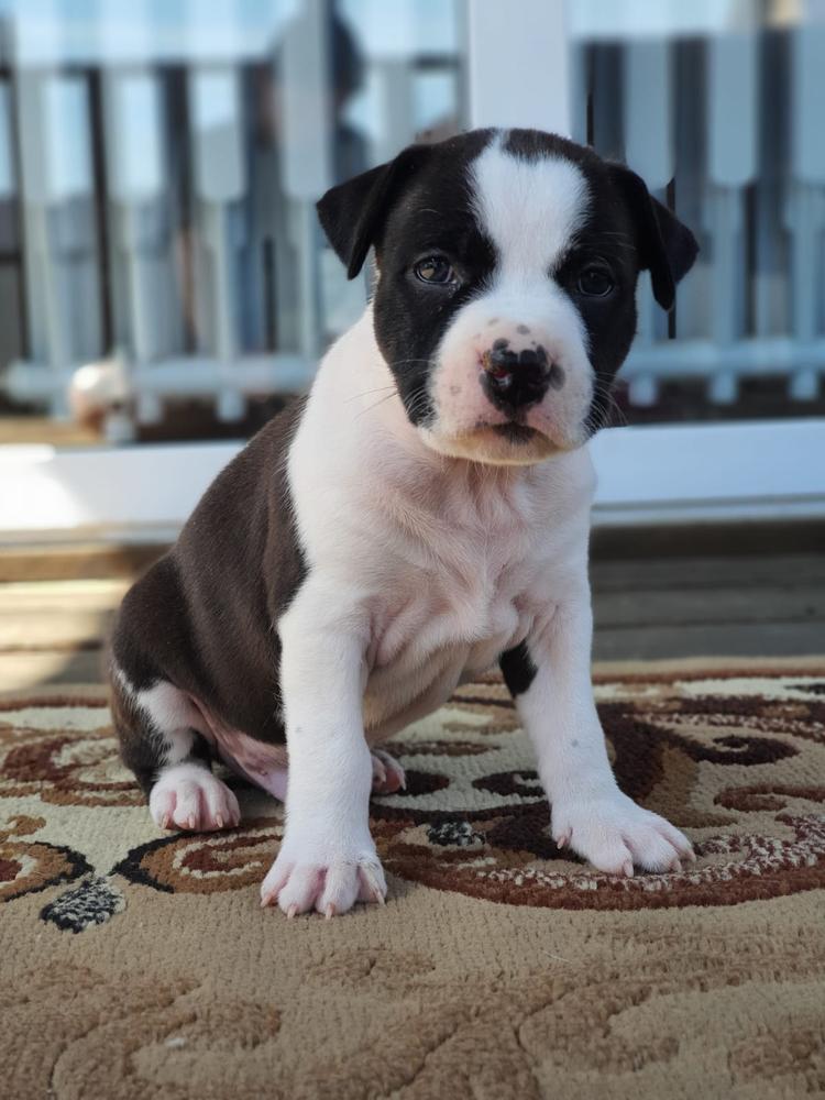 Warrior Spirit Urus | American Staffordshire Terrier 