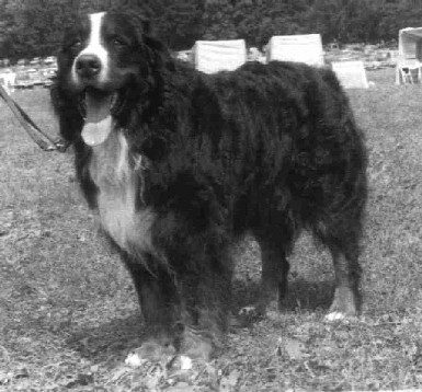 Beny vom Nesselacker | Bernese Mountain Dog 