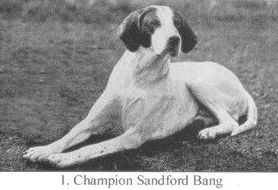 Sandford Bang | Pointer 