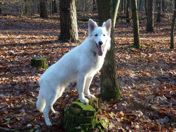 White Dream Dancer Athos Azur | White Swiss Shepherd Dog 