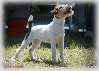 Canis Major The Major | Jack Russell Terrier 