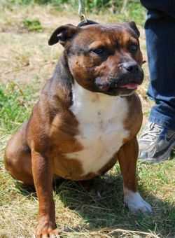 FERGIE OF CANTERBURY | Staffordshire Bull Terrier 