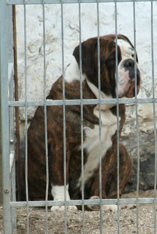 Black Bear's Charlotte | Olde English Bulldogge 