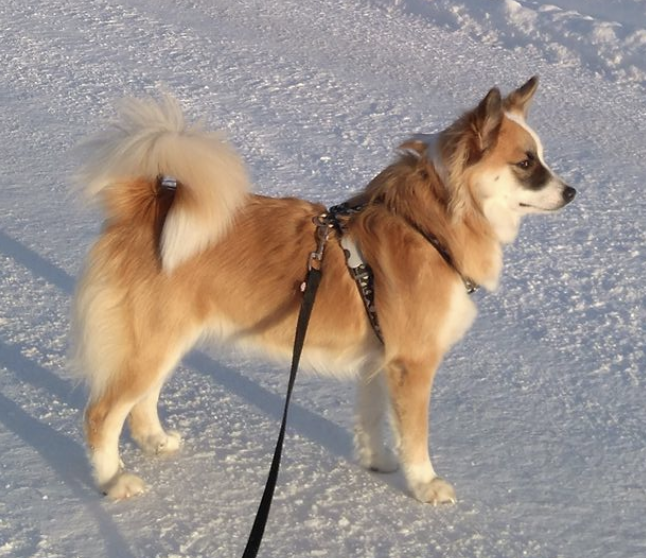 Snætinda Stella | Icelandic Sheepdog 