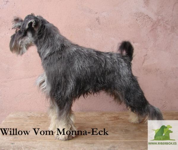 Willow vom Monna-Eck | Miniature Schnauzer 