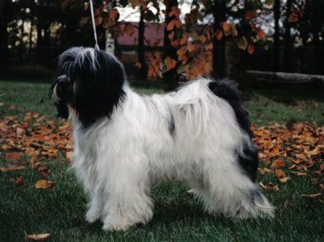 ROGELL'S HIIR-DE-MAR | Tibetan Terrier 