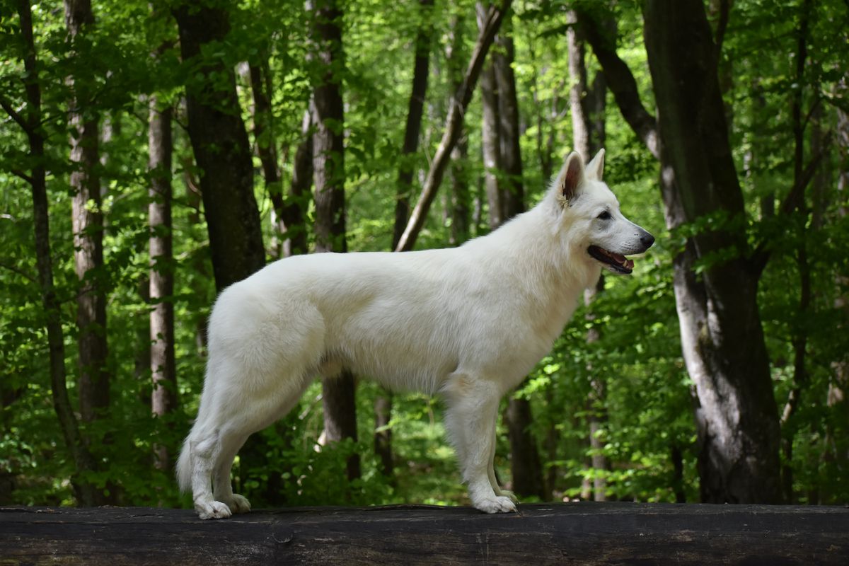 COVENANT GANDALF | White Swiss Shepherd Dog 