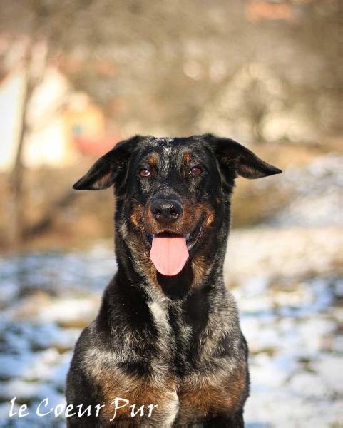 Damaris le Coeur Pur | Beauceron 