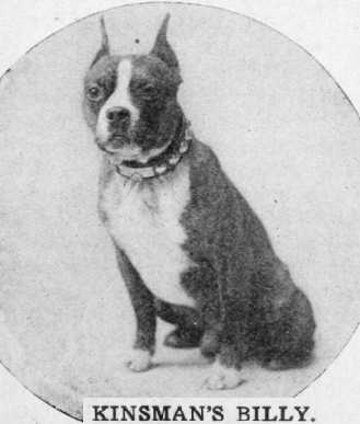 Kinsman's Billy | Boston Terrier 