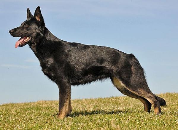 Afra z Lomnickeho udoli | German Shepherd Dog 