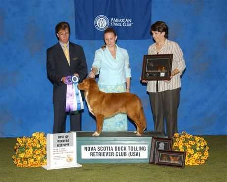 HoneyRun Patriot Games | Nova Scotia Duck Tolling Retriever 