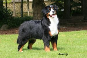 Alpenspirit  Mad About You | Bernese Mountain Dog 