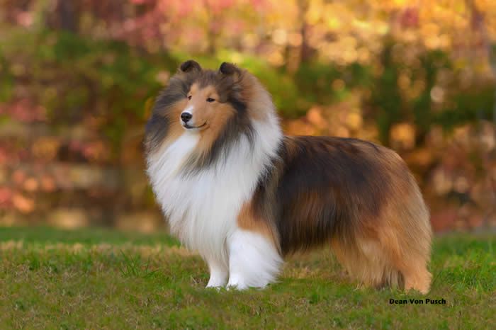 Solange Surround Sound | Shetland Sheepdog 