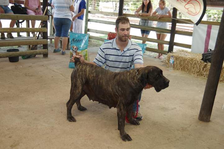 Elevation Madusa | African Boerboel 