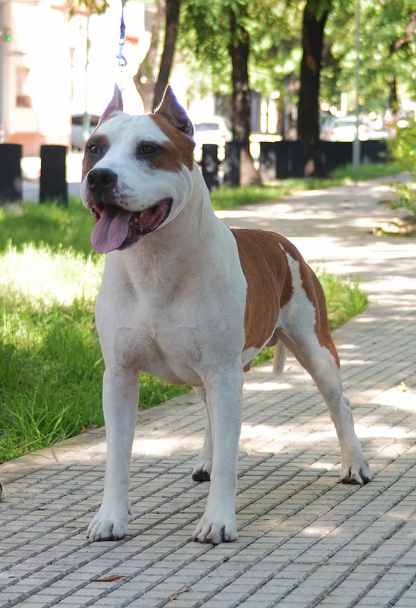 Champion's Line C ZM Royal Gold | American Staffordshire Terrier 