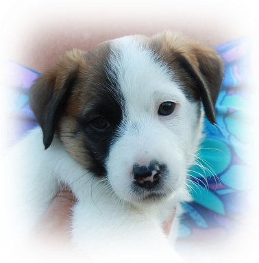 Scarlett Bevy JR Bella Vista | Jack Russell Terrier 