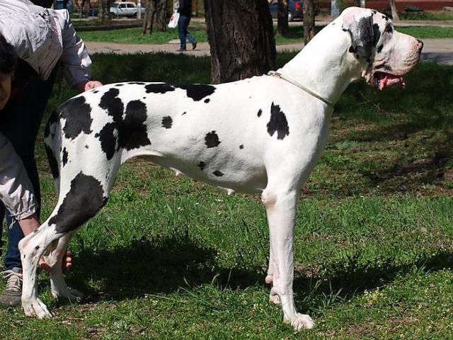 Extravaganza Valeri Iz Staira | Great Dane 
