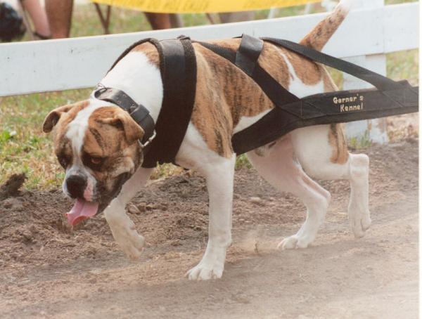 ADK's Mighty Mac | American Bulldog 