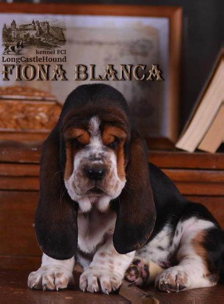 Fiona Blanca  Long ?astle ?ound | Basset Hound 