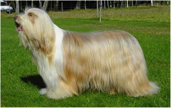 Woolpack's oriental zweet 'n sour | Bearded Collie 