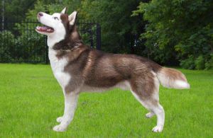 Abrikos S Goluboy Zvezdy | Siberian Husky 