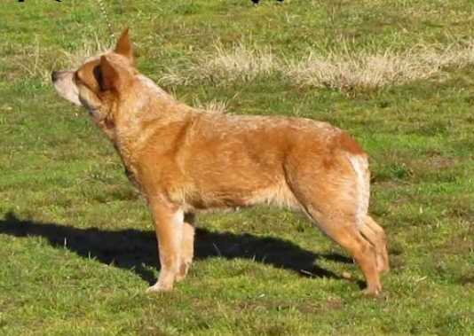 BUZZARDS BARBED WIRE N ROSES RE | Australian Cattle Dog 