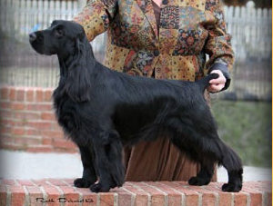 Promenade Pierce the Veil | Field Spaniel 