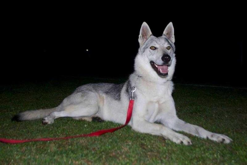 Belen -Ezechielelupo | Czechoslovakian Wolfdog 