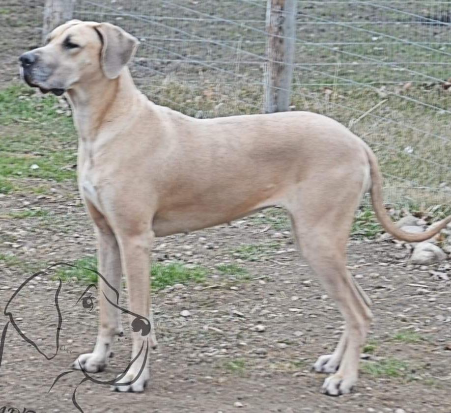 UNDAD's Freya Nordic Lady Of Love | Great Dane 