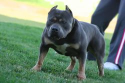 R.L. Kimo of Code3Pittz | American Pit Bull Terrier 