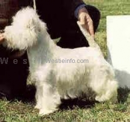 Alborada Gran Señor | West Highland White Terrier 